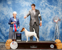 Smooth Fox Terrier #9 Fri RBIS Nolan Jane and Linda Reece and M Beacon Judge Eva Berg