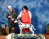 Dalmatian #11 Sun BOB Maj +A1