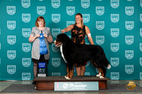 Bernese Mountainn Dog #1173 Sat G1 Judge Lori Sargent