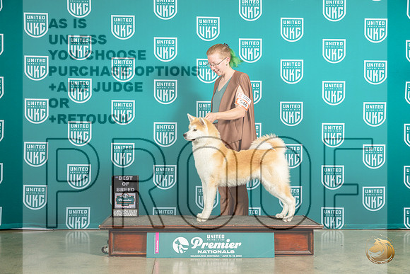 Japanese Akitainu #546 Sat BOB Judge Felicity TrammellMJP_6193_Premier2023_HR3