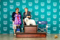 Coton de Tulear #106 Wed RBISS Judge Jennifer Landers