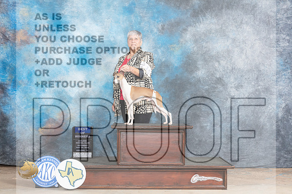 Italian Greyhound #15 Sat BOWWD Judge Ronald HornMJP_0765_Abilene_2023_HR3