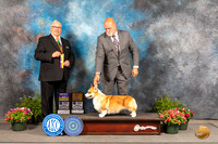Pembroke Welsh Corgi #12 Fri BOB Judge John Booth
