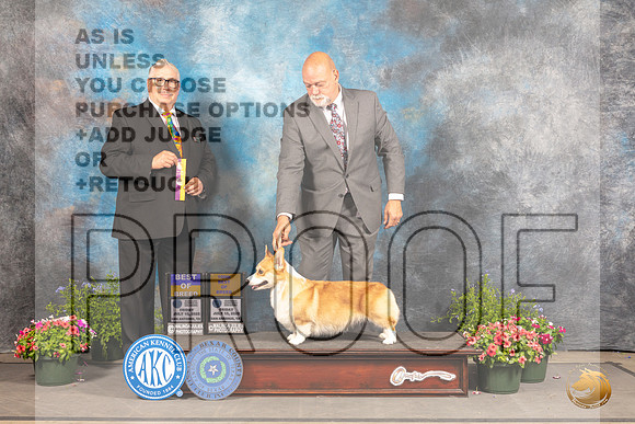Pembroke Welsh Corgi #12 Fri BOB Judge John Booth_MJ_0044_SA_2022_HR3