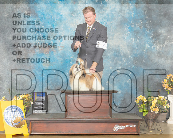 Shih Tzu #7 Fri BOBBOW Judge Carol Jean Nelson-MMJ_9529-NWARK2022-HR3