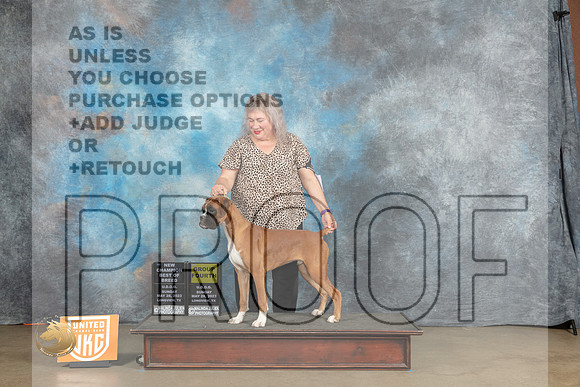 Boxer #389 Sun BOBG4 CH Judge Lynn MartinMJP_2843_UKCLNVWMAY2023_HR3