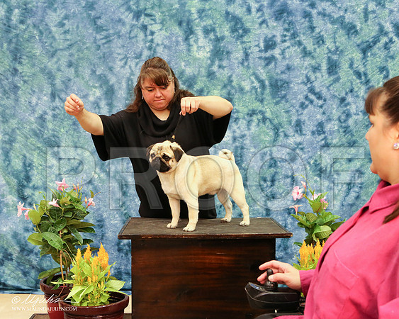 Pug-6551-AbiMay13HR