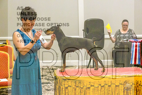 Manchester Terrier MTOY Candids-JJL_2124-Hstn2022_HR3