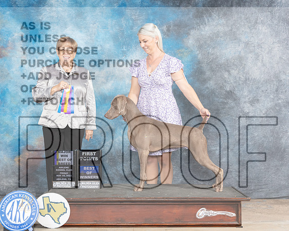 Weimaraner #14 Fri BOBBOW Judge Beverly Andersen_MJP_0561e©JulienLambertphoto.com-HR3