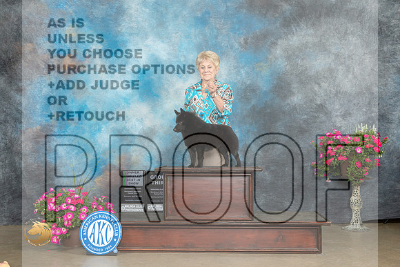 Schipperke #7 Sat OHBIS G3 Judge  Linn Klingel Brown r2_MJ_7143_ARK2023_HR3