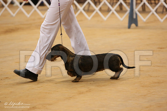 DachsS-2976-Tex2013 HR3