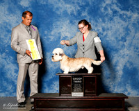 Dandie Dinmont Terrier #5 Sat G3 Blair Caroline and Chas Blair Judge Ricardo Forastieri Gonzalez