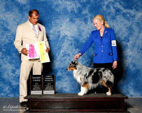 Miniature American Shepherd #5 Sun G1 OH G1 G3 McAdams Jeanie Troyan and Dr Douglas McAdams Judge Ricardo Forastieri Gonzalez