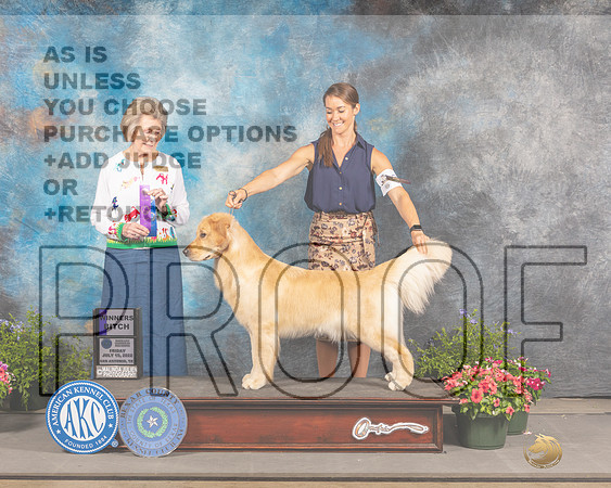 Golden WB Retriever #62 Fri Judge Anne Bolus-_MJ_0020e_Hstn2022-HR3