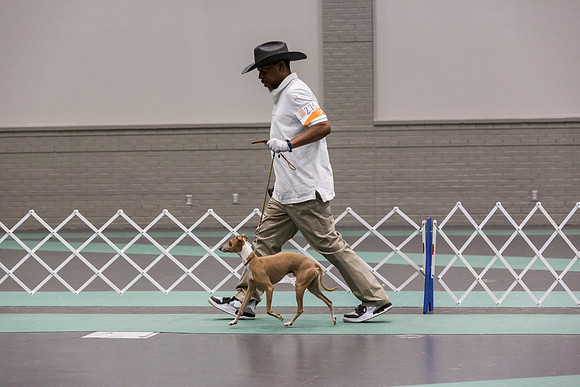 Italian Greyhound Sat Ring_JJL_0782_UKCLNGVIEWOCT2024_2024_HR3