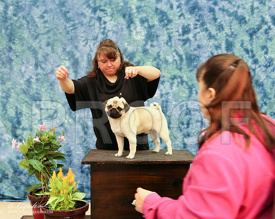 Pug-6549-AbiMay13HR