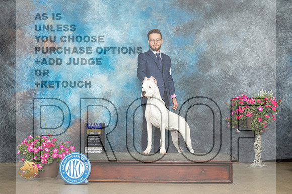 Dogo Argentino #6 Sun BOB Judge Gary Andersen_MJ_7019_ARK2023_HR3