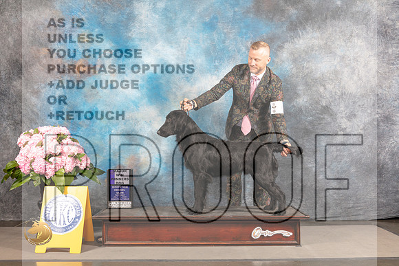 Flat Coated Retriever #5 THUR BOW Major Judge Steven Keating_MJ_4132_Houston_2022_HR3