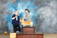 Pembroke Welsh Corgi #126 FRi BF Judge Malinda Julien
