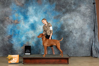 Vizsla #363 Sat Best of the Best