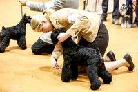 Schnauzer Miniature Sharon Gish Sun