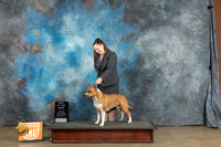 American Pit Bull Terrier #? Sat Best of the Best