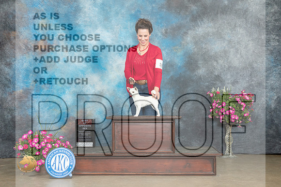 Chihuahua Smooth #18 Sat BOS Judge Jacqueline L Stacy_MJ_6400_ARK2023_HR3