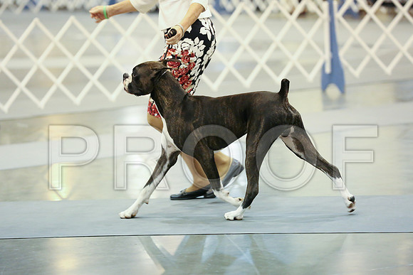 Boxer-0008-HR300