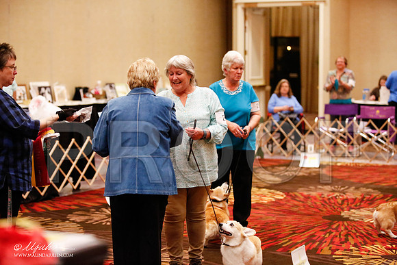 _JJ_7400-HstnCorgiFeb2015-HR3