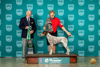 German Shorthaired Pointer #484 Fri AG3  Judge David Kittredge