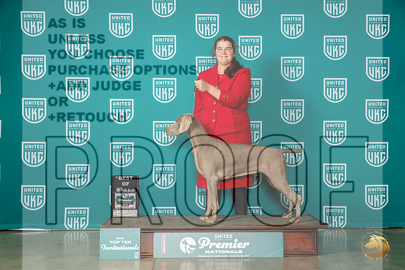 Weimaraner #? Thur BOBT10 Judge Matthew ProctorMJP_4213_Premier2023_HR3