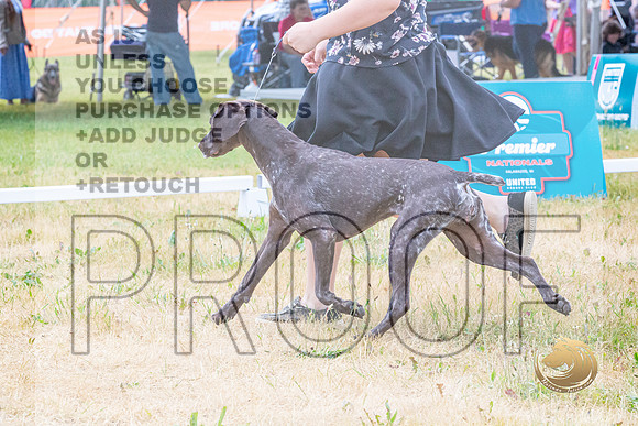 German Shorthaired Pointer Ring Wed_JJL_9351-Premier2023