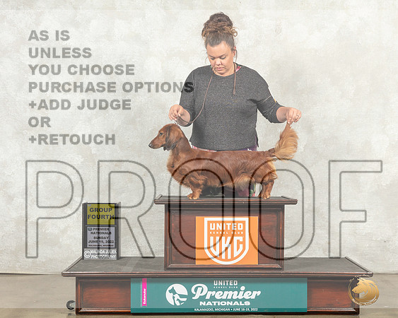 Dachshund #1365 Sun G4 Judge Linda Reece__MJ_9409_Premier_2022_HR3