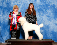 Poodle Multi Color #123 Sat S1 RBIS Christie Martin
