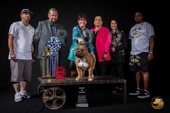 American Bully #22 BIS1 Judge Jose PerezMJP_3330_USBRNat2023_HR3