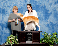 Silken Windhound #123 Sat S1 BOB NC Trisha Decker Judge Linda Hughes