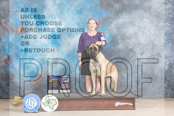 Mastiff #8 Sat WBBOBOHBOB Judge Terry BerriosMJP_1443_Abilene_2023_HR3