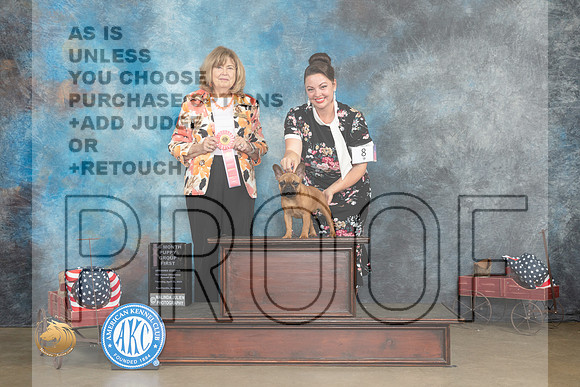 French Bulldog #8 Thurs 4-6G1 Judge  Linn Klingel Brown_MJ_5530_ARK2023_HR3