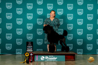 Poodle Std #649 Sat TDG4