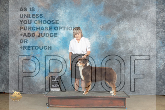 Australian Shepherd #280 Sat BOW Judge Chadra MartinMJP_2221_UKCLNVWMAY2023_HR3