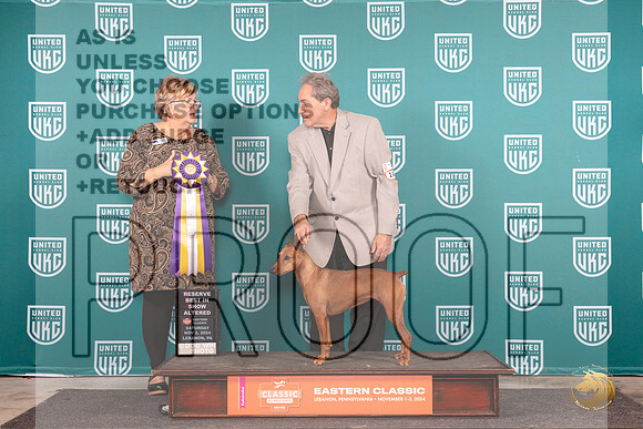 German Pinscher #101 Sat ARBIS Judge Kathy Russell__JP_2180_UKCEastern_2024_HR3