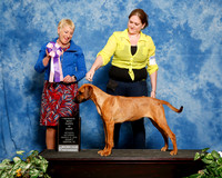 Rhodesian Ridgeback #123 Sat S2 RBIS Puppy Kimberly Rogers Judge Lew Olson