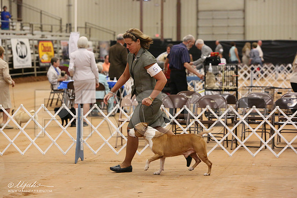 AmStaff-0365-Tex2013 HR3