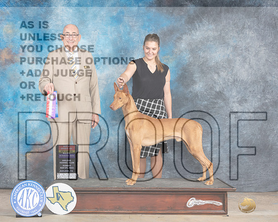 Pharoah Hound #7 Sun BOS Judge Joe Walton-MJP_1538e_Abilene 2023-HR3