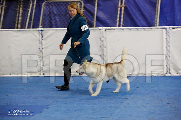 _M3_0582-AddisonHuskyMar2015-HR3
