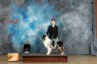 Australian Shepherd #BBJ1 Sat Best of the Best