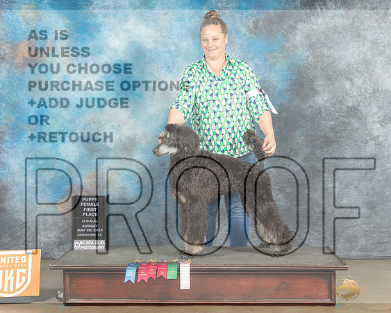Poodle Std 6-91 no judge-MJP_2673_UKCLNGVWMAY 2023-HR3