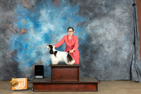 Cocker Spaniel #119 Fri Fri Sat G3 Tracy G4 Chandra BOB MJ