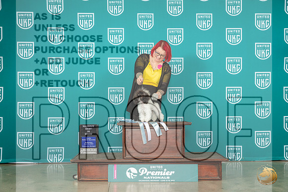 Poodle MC Toy #1094 Fri BOB GrRBIS Judge Dianna BrumbaughMJP_4491_Premier2023_HR3