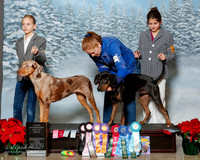 Louisiana Catahoula Leopard Dog #? Sun S2 Junior Showmanship